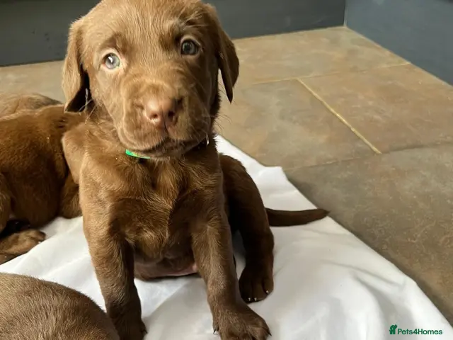 Labrador Retriever dogs for sale: 1 Boy Available Chocolate Labrador Puppy - Advert 13