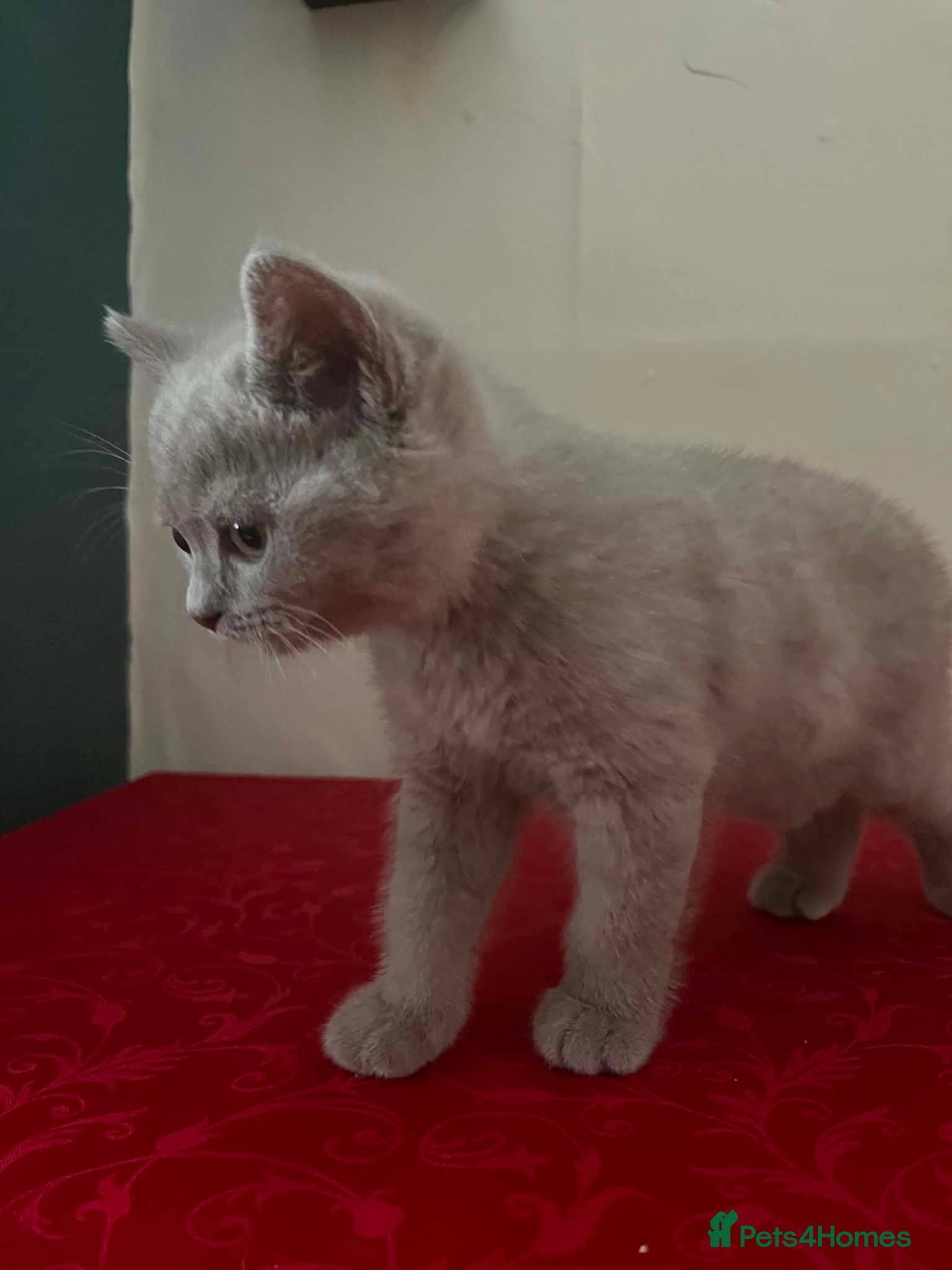 British Shorthair cats British sorthair - Advert 1