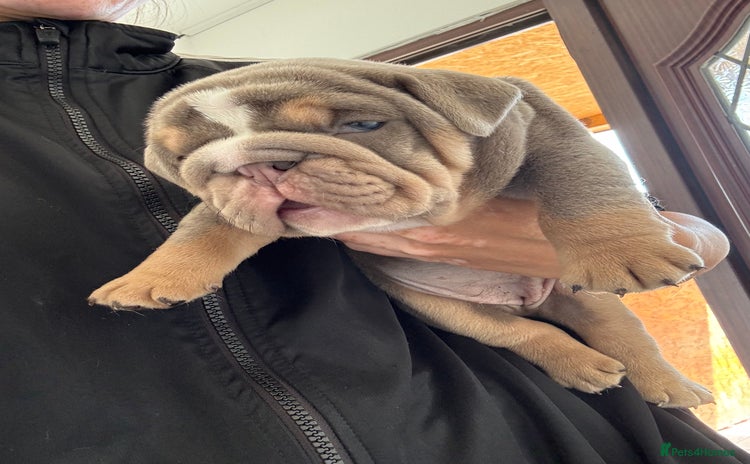 English Bulldog dogs - Advert 2