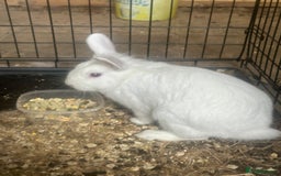 Mixed Breed rabbits for sale: Bunnies and rabbits for sale  - Image 7