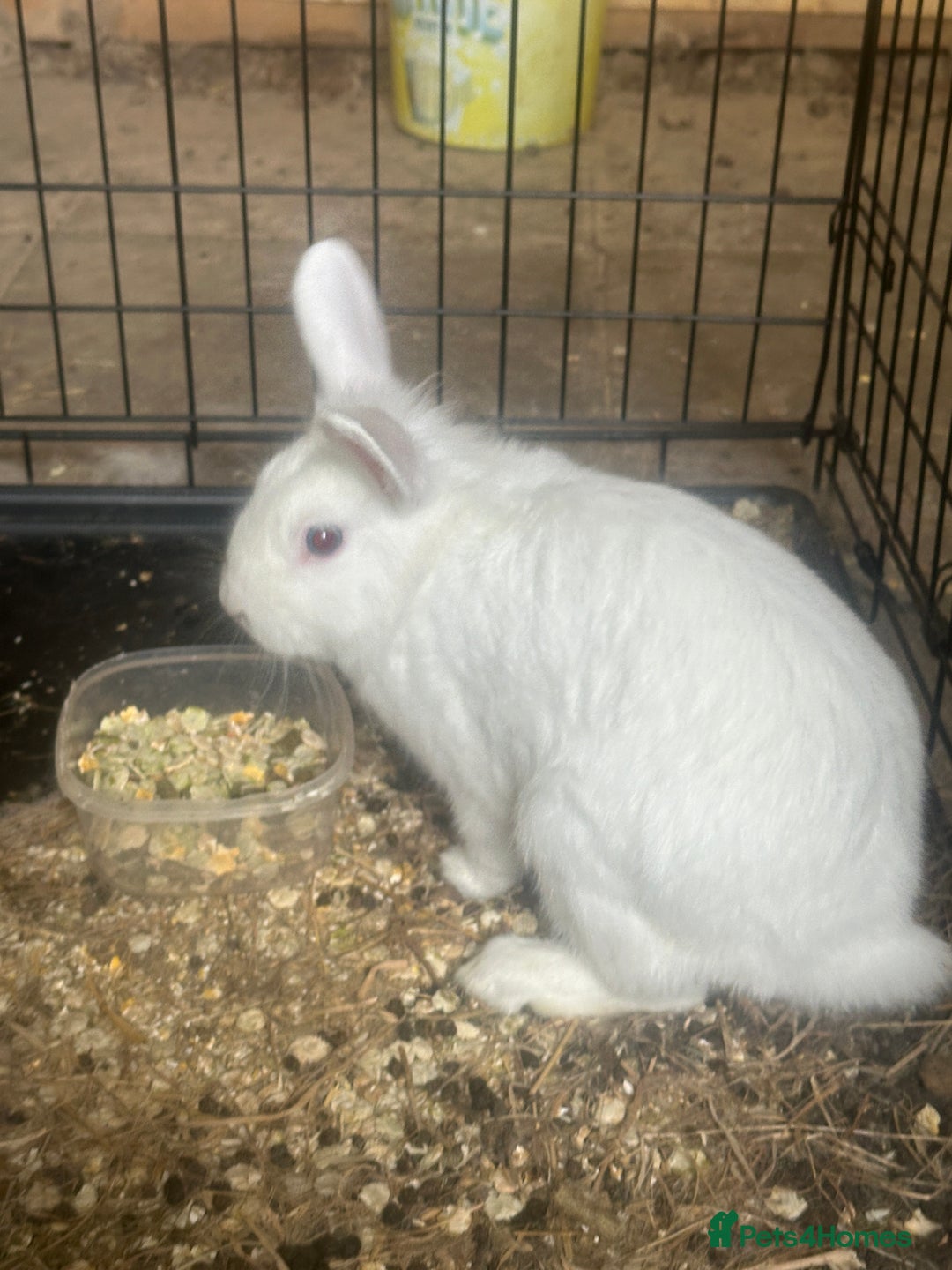Mixed Breed rabbits for sale: Bunnies and rabbits for sale  - Image 7