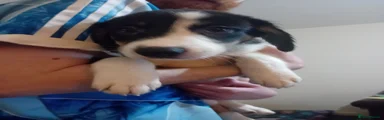 Spot