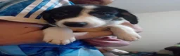 Mixed Breed dogs for sale: Collie puppies - Advert 11