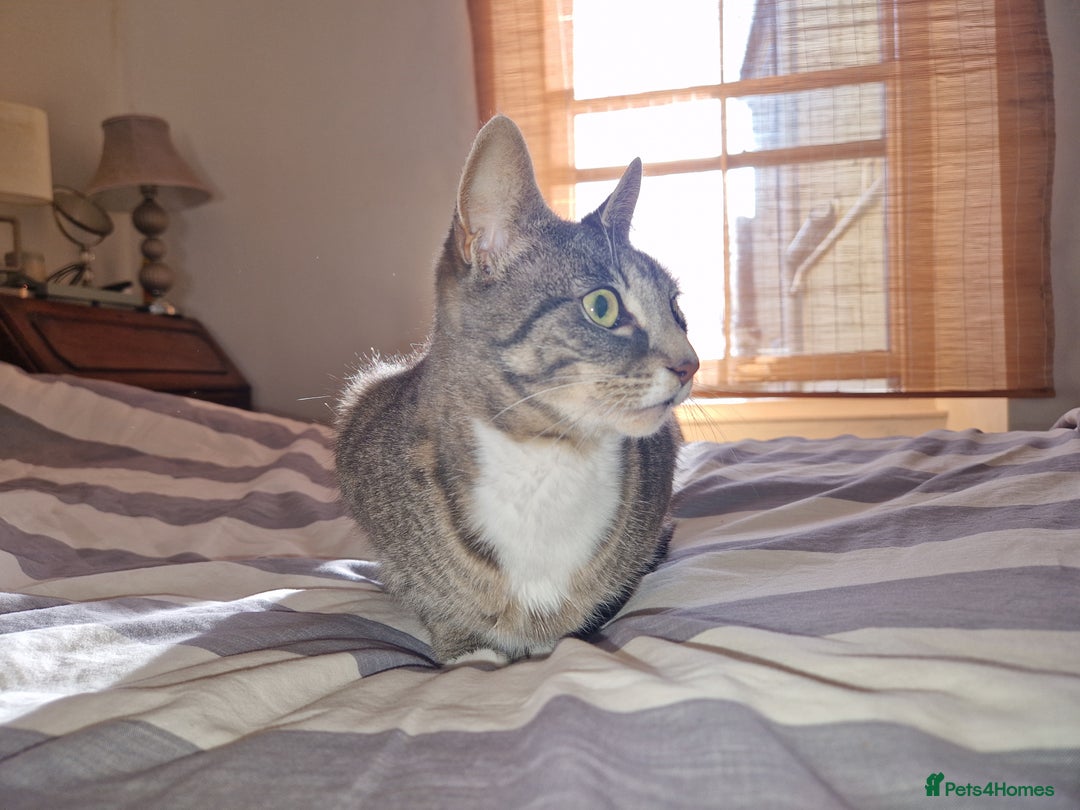 British Shorthair cats for sale:  CHOOKY needs a home - Advert 5