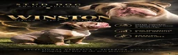 Olde English Bulldogge dogs for stud: 💥 WINSTON 💥 Spectacular Stud❗️❗️❗️ - Advert 1