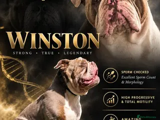 Olde English Bulldogge dogs 💥 WINSTON 💥 Spectacular Stud❗️❗️❗️ - Advert 3