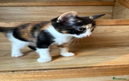 Mixed Breed cats for sale: Female kitten  - Image 3