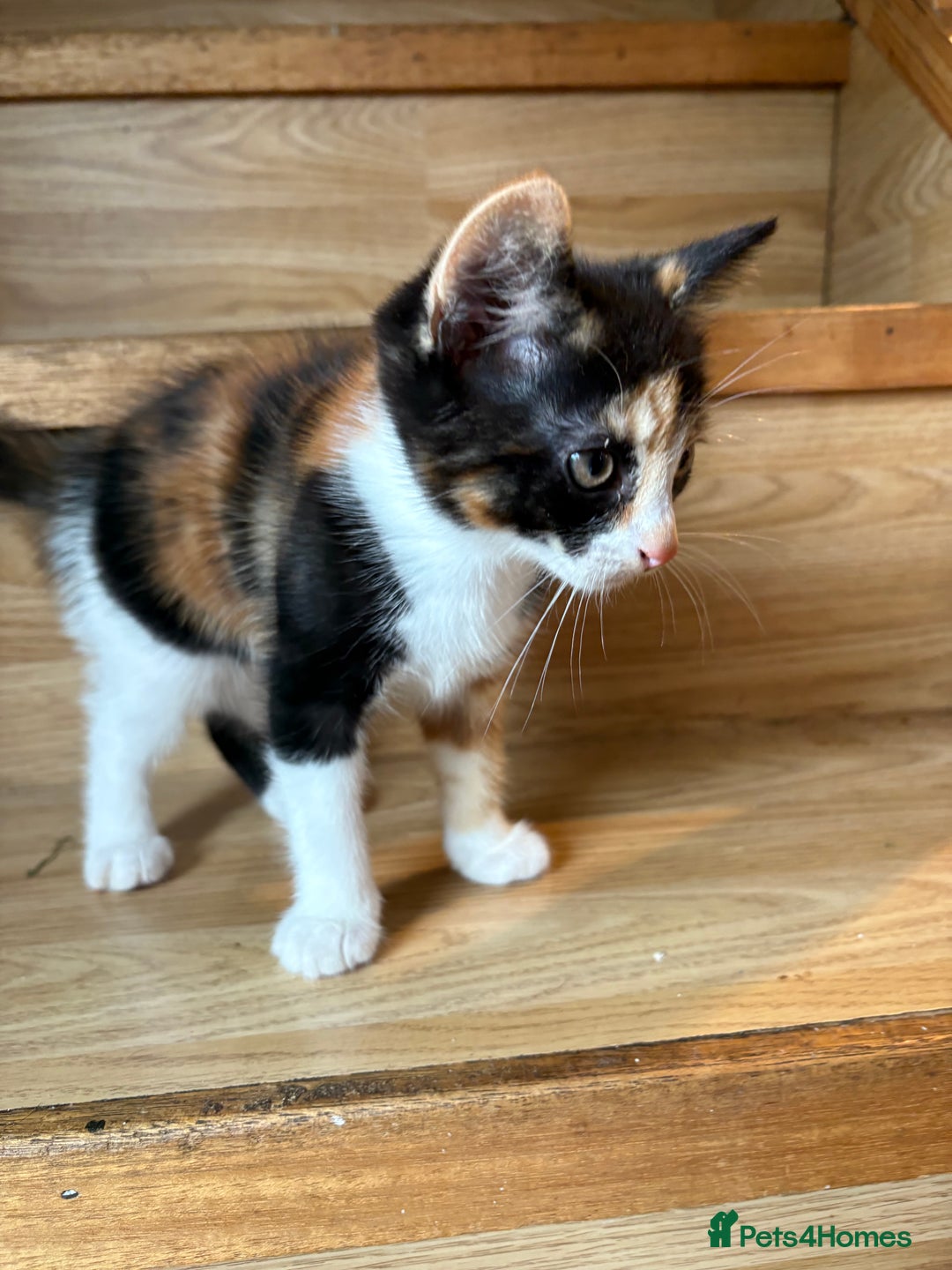 Mixed Breed cats for sale: Female kitten  - Image 3