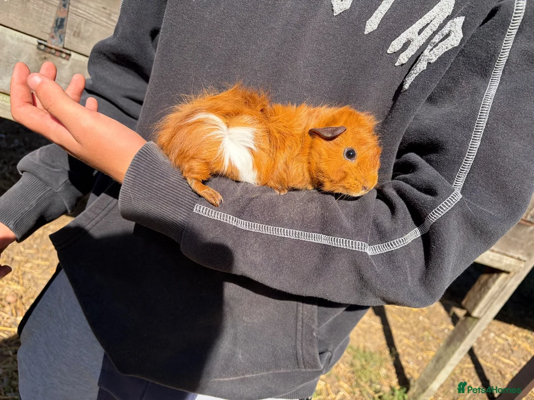 Guinea Pig rodents for sale: guinea pigs for sale  in Beccles - Advert 9