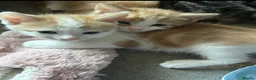 Mixed Breed cats for sale: 6 beautiful kittens  in Nottingham - Advert 7