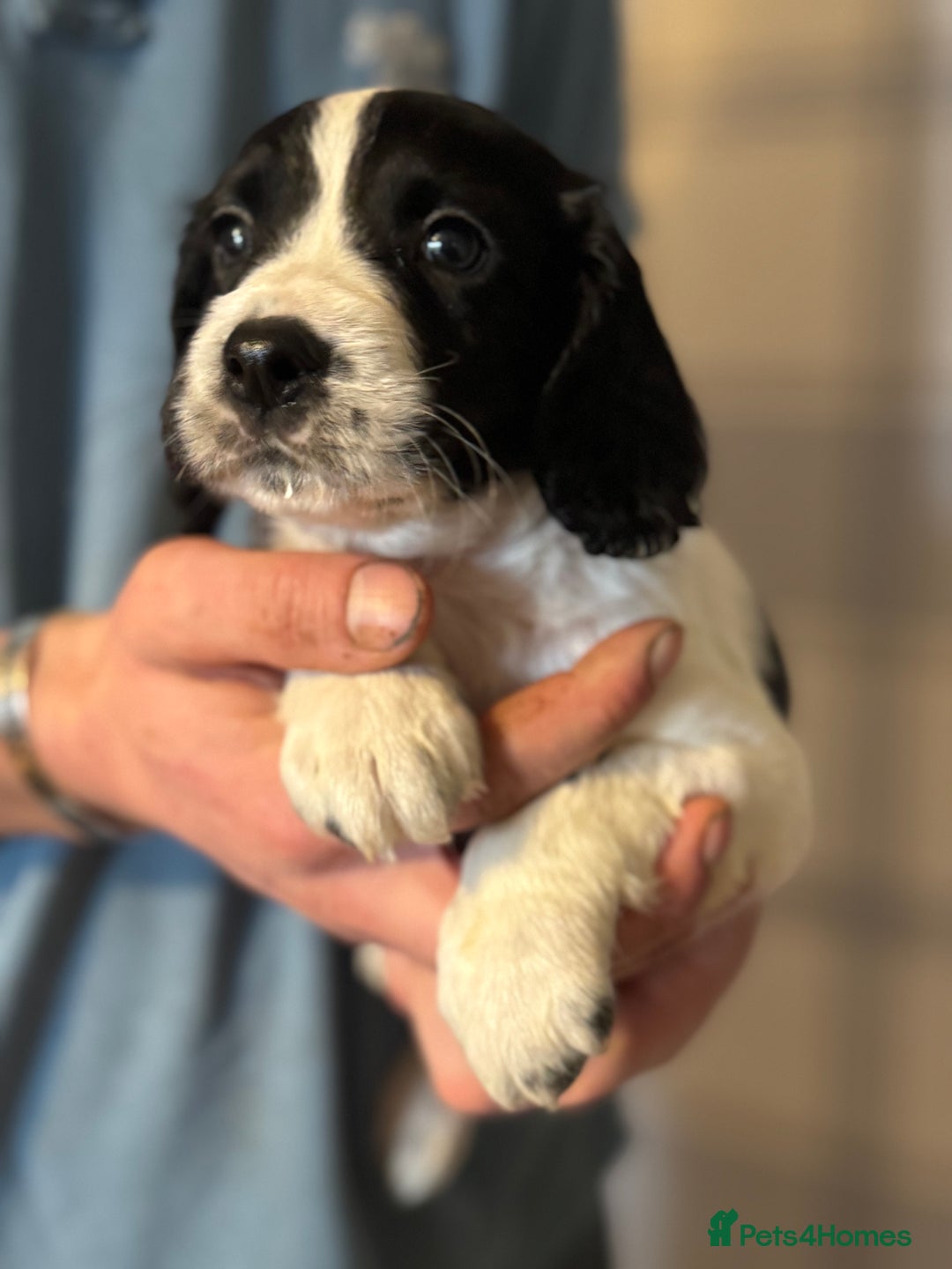 English Springer Spaniel dogs for sale: One last B/W Springer Dog Puppy available.  - Advert 3