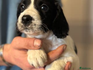 English Springer Spaniel dogs One last B/W Springer Dog Puppy available. - Advert 4