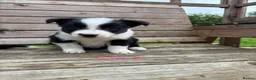 Border Collie dogs for sale: Border Collie Puppies for sale  - Advert 13