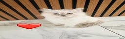 Ragdoll cats for sale: 🩷💕💝Stunning GCCF Registered Ragdoll Kittens😻😻 - Advert 23