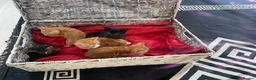Mixed Breed cats for sale: Kittens looking for forever homes in Wallingford - Advert 6