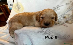 Cockapoo dogs for sale: Adorable Cocker Spaniel/Cockapoo Puppies - Image 36