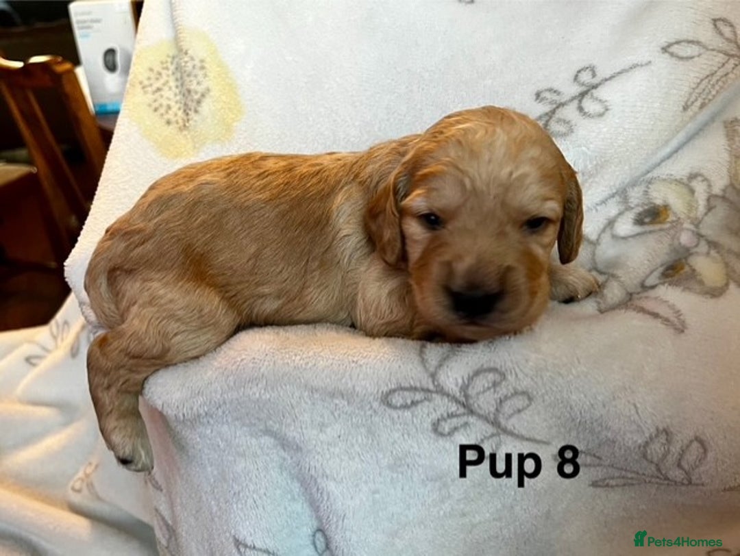 Cockapoo dogs for sale: Adorable Cocker Spaniel/Cockapoo Puppies - Image 36