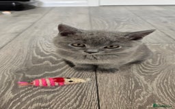British Shorthair cats for sale: British Blue Shorthair - Image 19