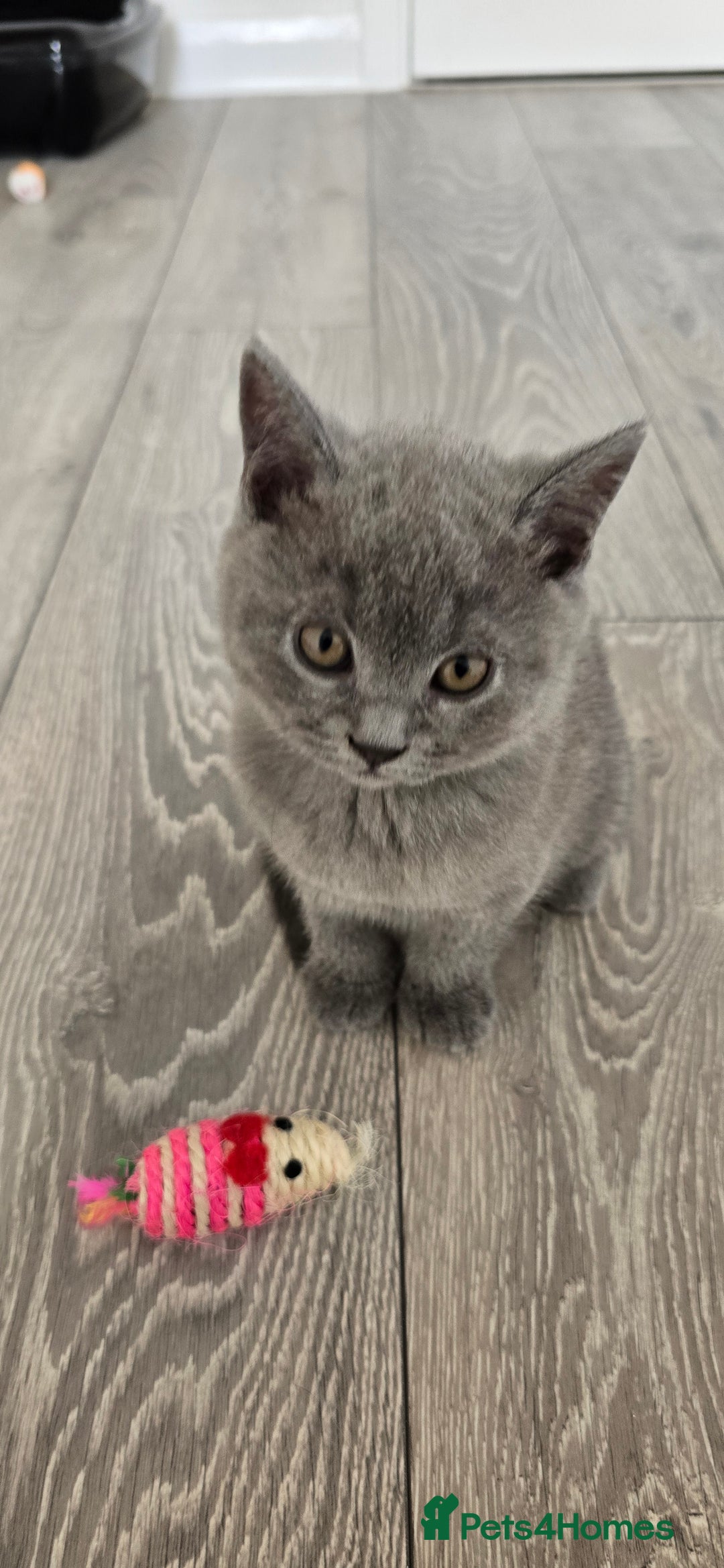 British Shorthair cats for sale: British Blue Shorthair - Image 19