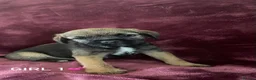 Border Terrier dogs for sale: Border terrier puppies - Advert 10