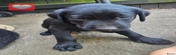 Labrador Retriever dogs for sale: Ready Now Last Male Labrador (BLUE) 🐶🐾 - Advert 30