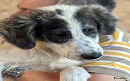 Mixed Breed dogs for adoption: ODIN, a superb young boy - for a Loving Home - Image 34