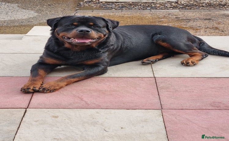 Rottweiler dogs - Advert 10