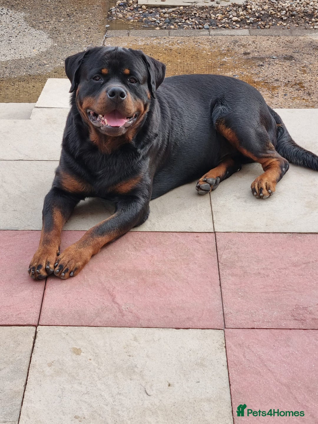 Rottweiler dogs for sale: Kc rottweiler puppies  - Image 1