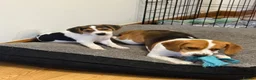 Beagle dogs for sale: Female Beagle 2 Years in Sheffield - Advert 4