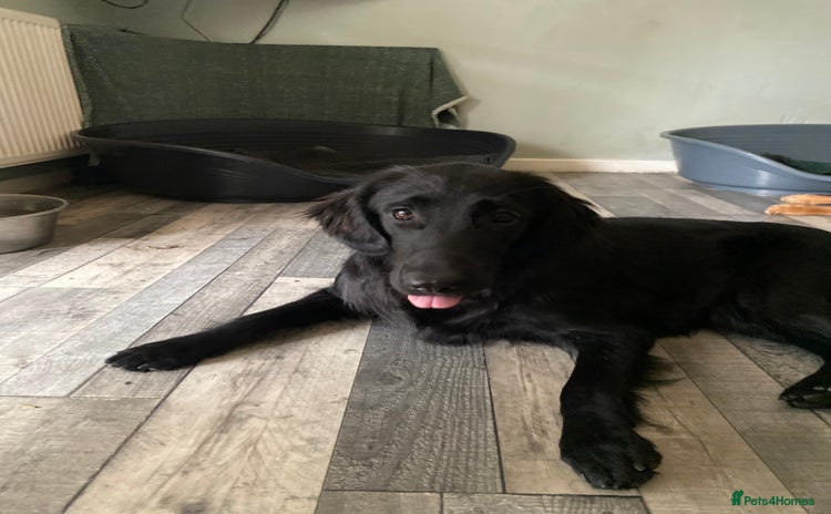 Flat coated Retriever dogs - Advert 16