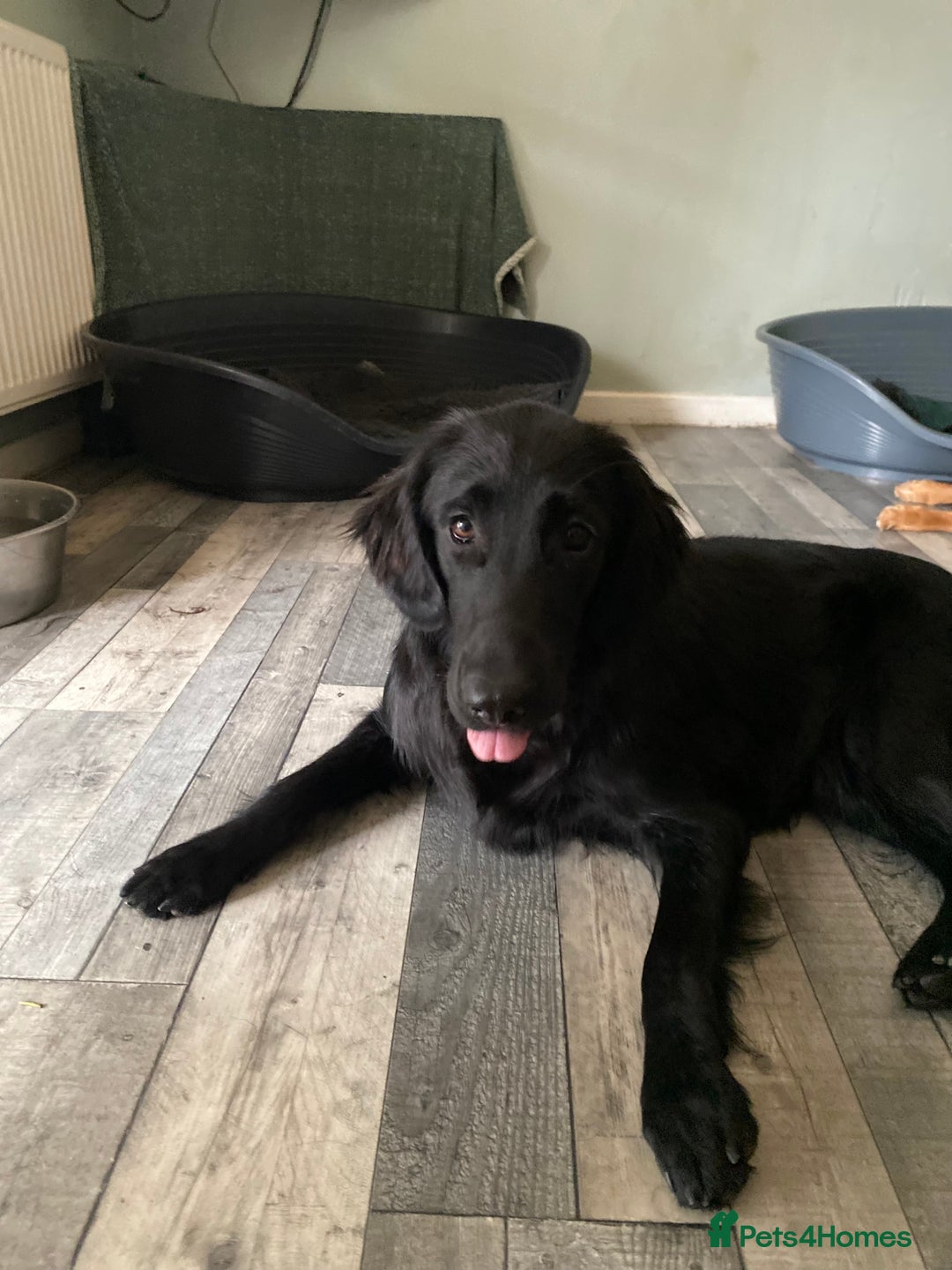 Flat coated Retriever dogs for sale: Beautiful flatcoat retriever girl  - Image 1