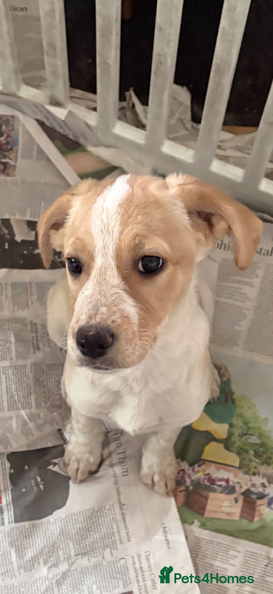 Mixed Breed dogs Labradoodle X Springer X Border Collie - Advert 1