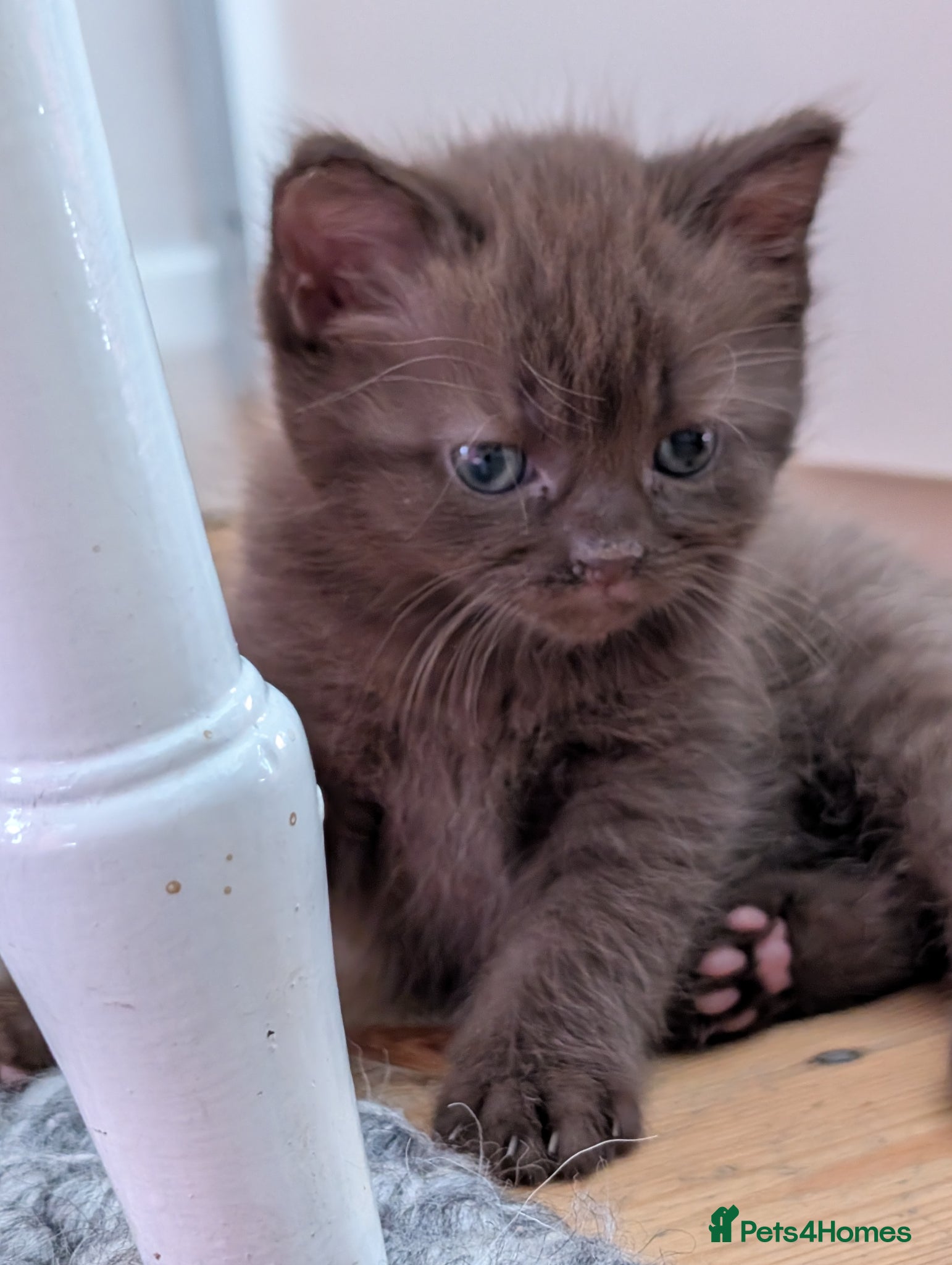 Mixed Breed cats Adorable Kittens Looking for Their Forever Homes - Advert 1