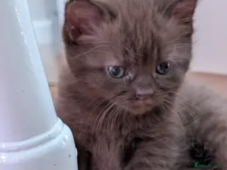 Mixed Breed cats Adorable Kittens Looking for Their Forever Homes - Advert 1