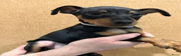 Miniature Pinscher dogs for sale:  Beautiful Purebred Miniature Pinscher Puppies  in Wakefield - Advert 29