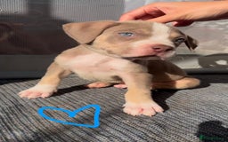 American Bully dogs for sale: Beautiful American Bullies (NOT XL) - Image 2