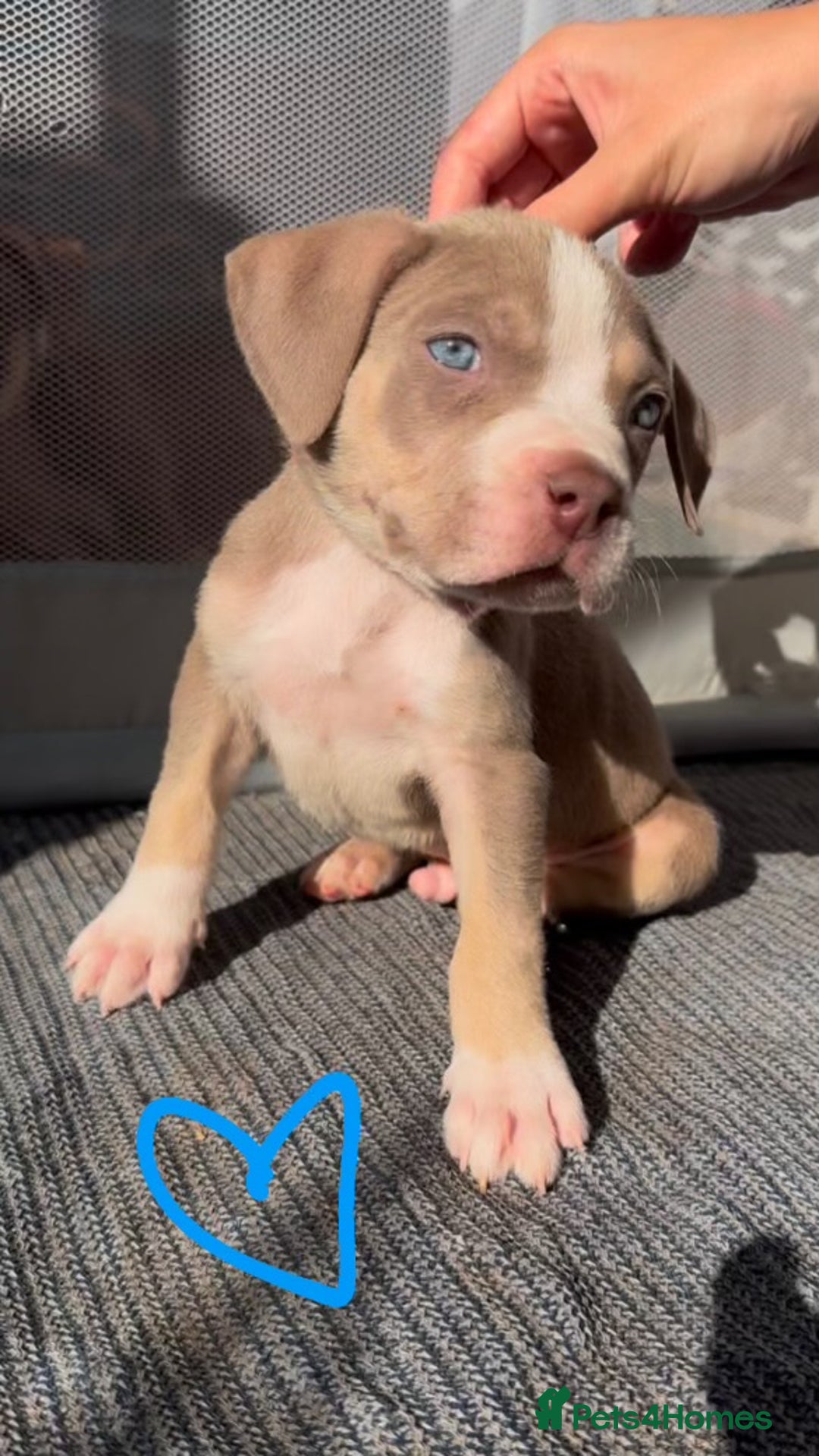 American Bully dogs for sale: Beautiful American Bullies (NOT XL) - Image 2