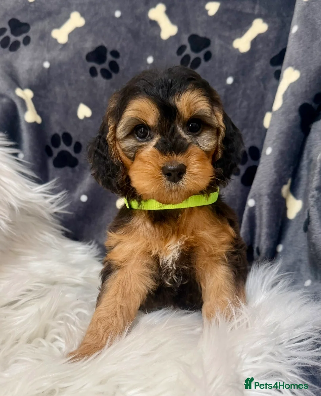 Cockapoo dogs for sale: F1 cockapoos  - Advert 1