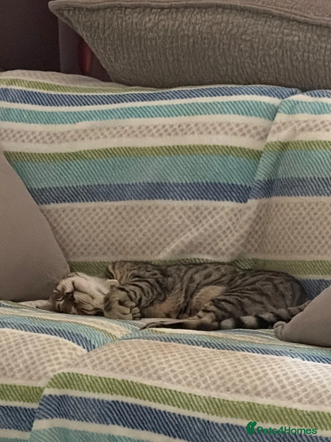 Bengal cats for sale: Silver Bengal 5 YO Female For Sale in Gravesend - Advert 10