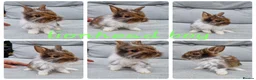 Mini Lop rabbits for sale: Mini lops , lionheads , netherland dwarf  - Advert 2