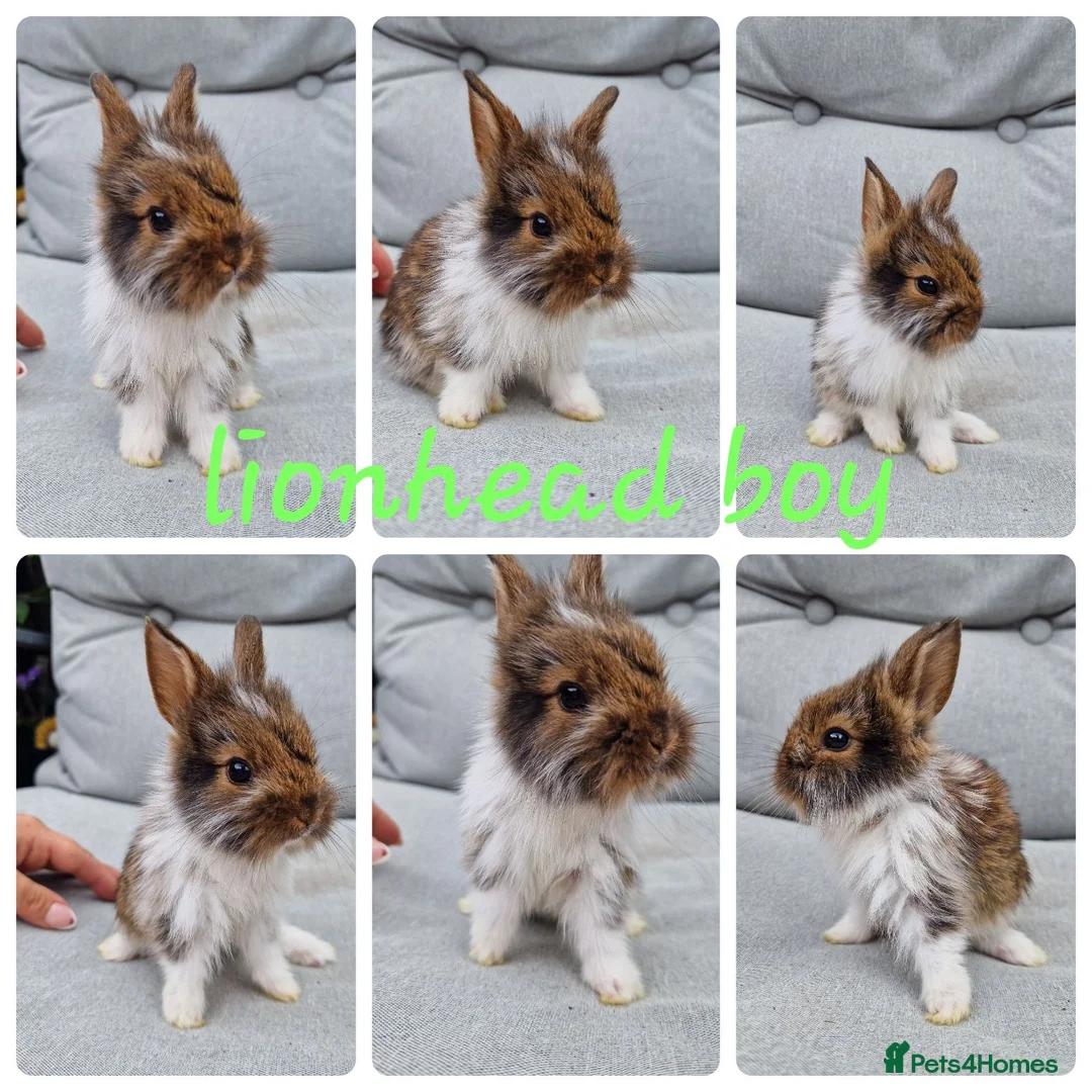 Mini Lop rabbits for sale: Mini lops , lionheads , netherland dwarf  - Advert 2