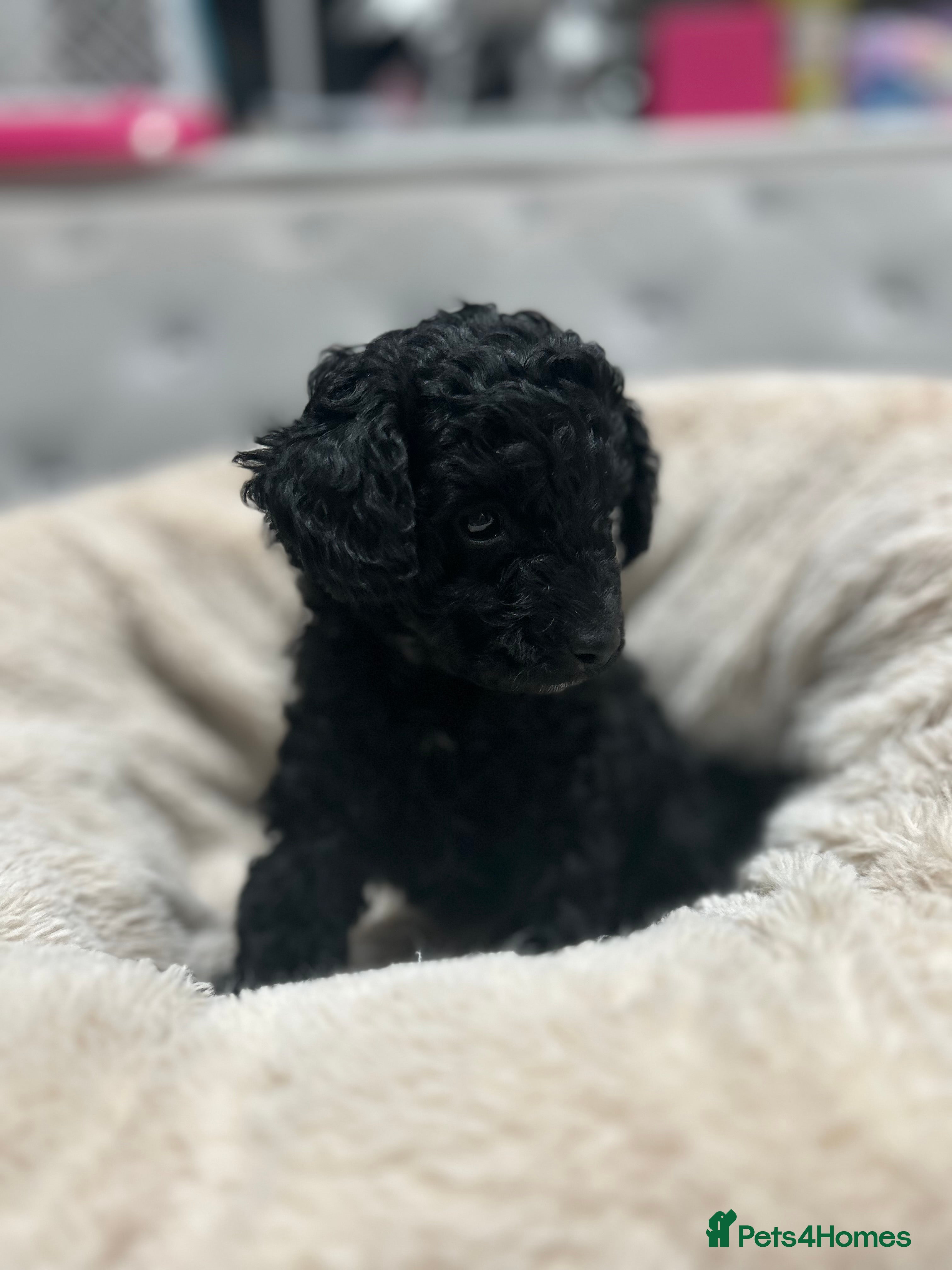 Cavapoo dogs Rare black toy cavapoo - Advert 1