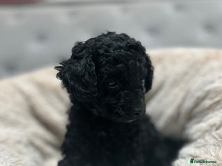 Cavapoo dogs Rare black toy cavapoo - Advert 6