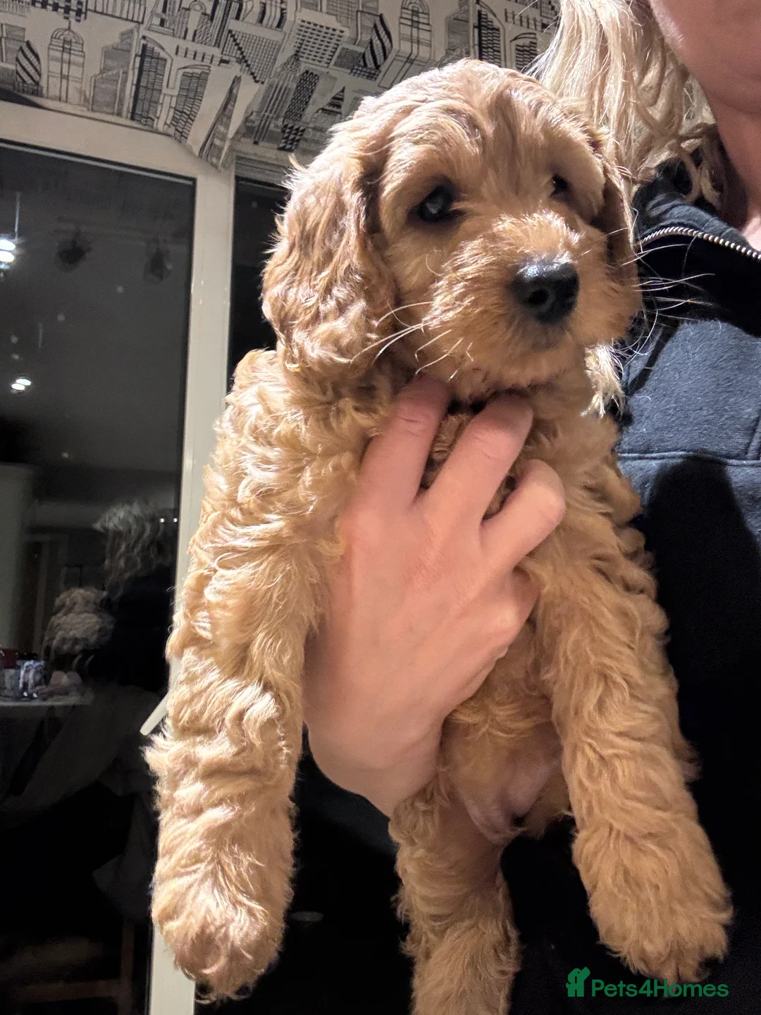 Cockapoo dogs for sale: Cockapoo Puppy  - Advert 37