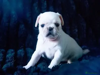 Pug dogs Beautiful & Unusual Purebred Pug Puppies £1000 - Advert 1