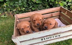 Labrador Retriever dogs for sale: STUNNING LITTER OF DARK FOX RED LABRADOR PUPPIES - Image 10