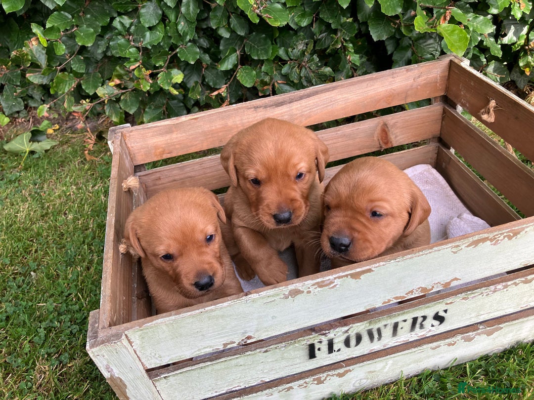 Labrador Retriever dogs for sale: STUNNING LITTER OF DARK FOX RED LABRADOR PUPPIES - Image 10