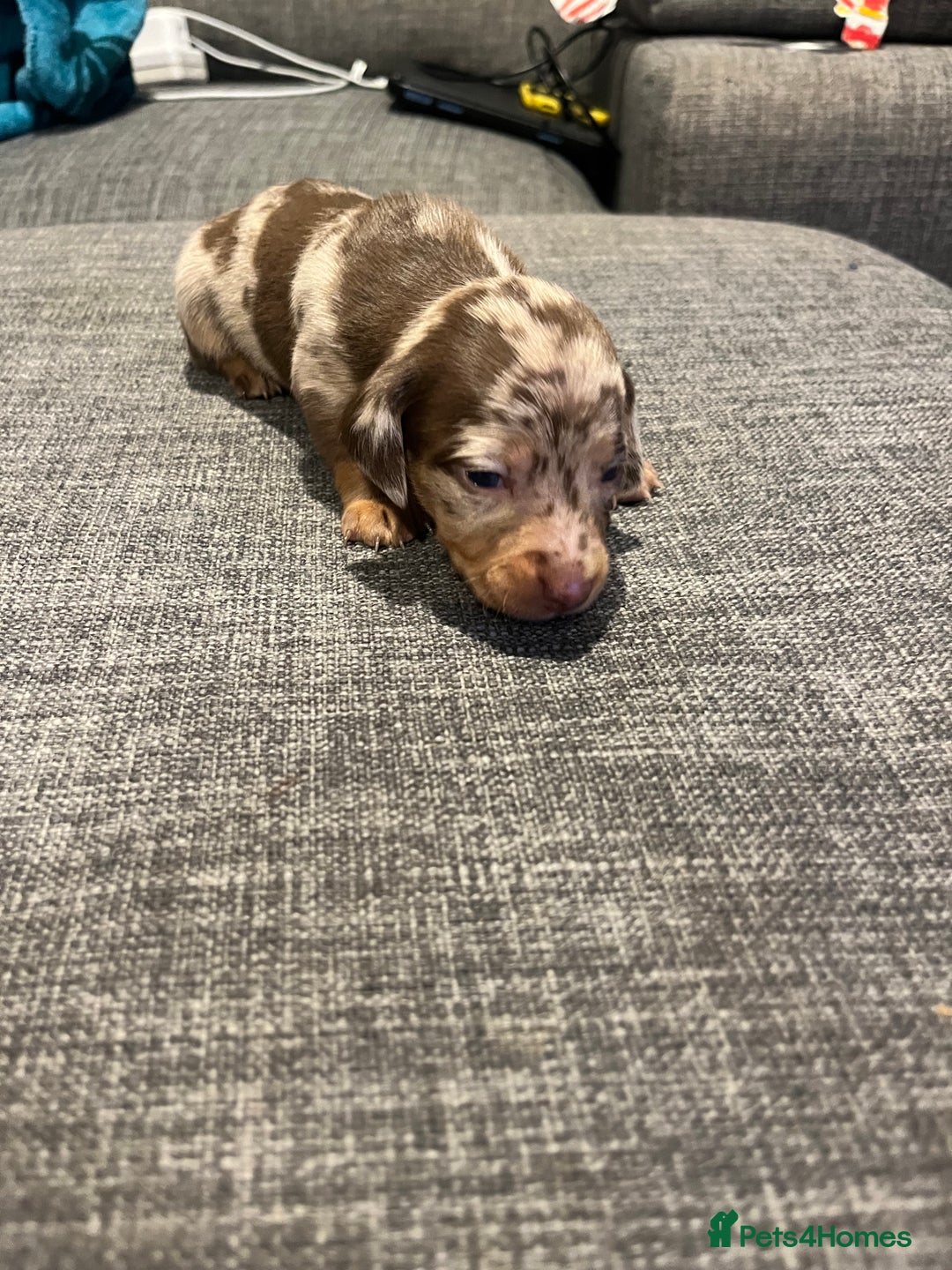 Dachshund dogs for sale: 6 gorgeous little pups - Advert 8