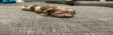 Dachshund Puppy 6