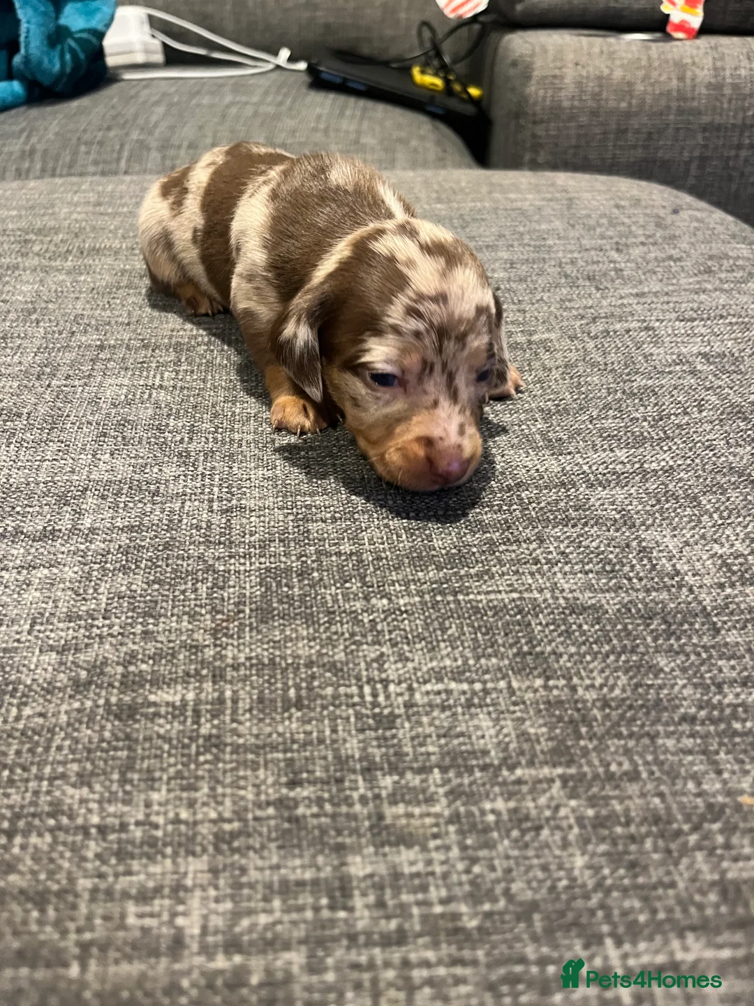 Dachshund dogs for sale: 6 gorgeous little pups - Advert 8